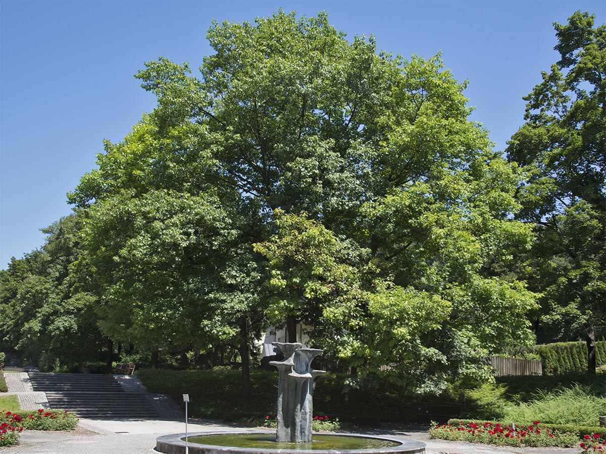 Quercus coccinea